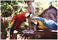 Expedition Pacaya-Samiria: Papageien