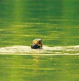 Inotawa: Riesenfischotter