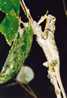 Explorers Inn: Cham�leon