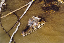 Explorers Inn, Caiman