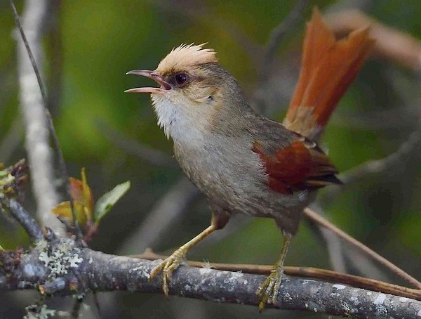 Fahlkappen-Baumschl�pfer