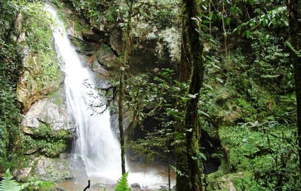 Bosque de Protección Alto Mayo