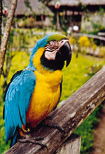 Explorers Inn: Papagay