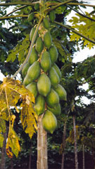 Explorers Inn: Papayas