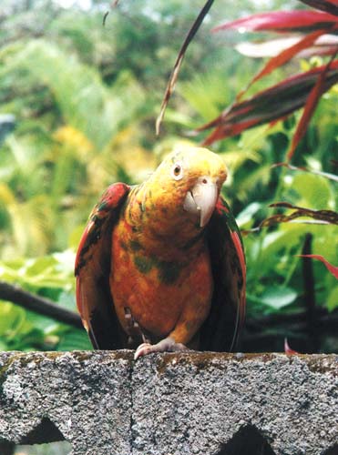 Vacaciones en Pozuzo