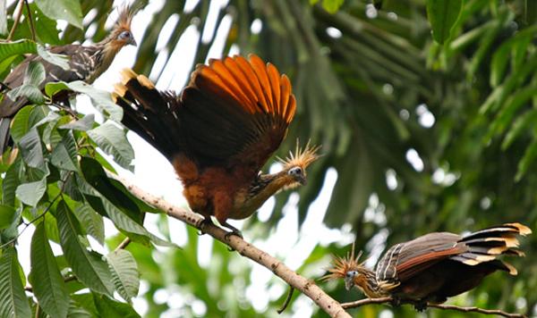 Hoatzin, Muyuna