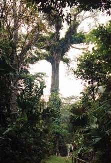 Ceiba gigante