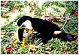 Expedition Pacaya-Samiria: Tucan