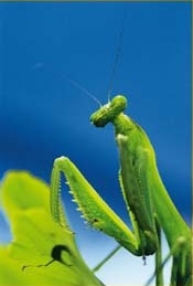 Inotawa: Gottesanbeterin