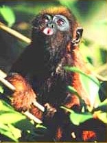 Explorers Inn: Mono aullador