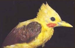 Observaci�n de aves en Explorers Inn