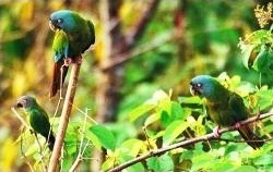 Guacamayo cabeciazul