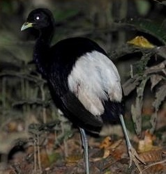 Trompetero aliblanco