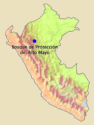 Schutzwald Alto Mayo
