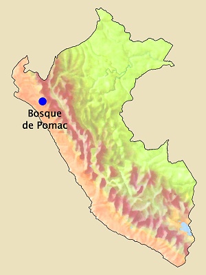 Bosque de Pomac, Batan Grande